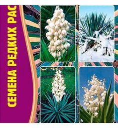 Юкка нитчатая  Yucca filamentosa 15 шт РЕДКИЕ СЕМЕНА