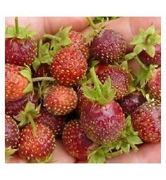 Земклубника Пенелопа 10 шт РЕДКИЕ СЕМЕНА
