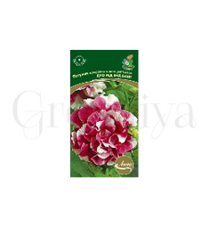 Петуния махровая многоцветковая Дуо Ред энд Вайт 10 шт ПОИСК