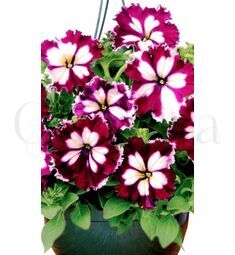 Петуния  грандифлора Кан Кан Арлекин Бургунди 10 шт  ПОИСК
