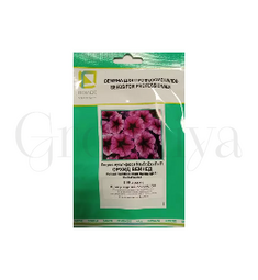 Петуния мультифлора Мамбо Джи Пи Орхид Вейнед 100 шт ПОИСК