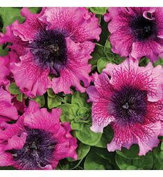 Петуния превосходнейшая Бордовая 100 шт ПОИСК