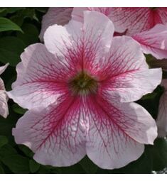 Петуния грандифлора Призм  Распберри Сандай 10 шт ПОИСК