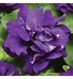 Петуния махровая многоцветковая Дуо Блю 100 шт ПОИСК