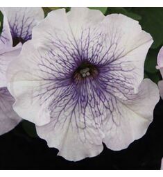 Петуния грандифлора Лимбо Джи Пи Сильвер Блю F1 100 шт ПОИСК