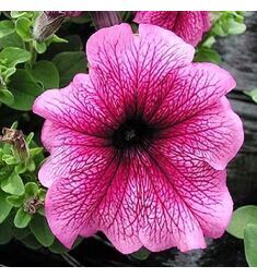 Петуния грандифлора Лимбо Джи Пи Плам F1 100 шт ПОИСК