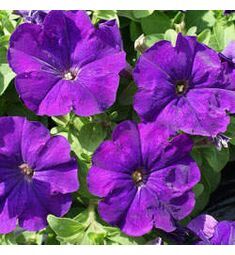 Петуния мультифлора Мамбо Джи Пи Блю 100  шт ПОИСК