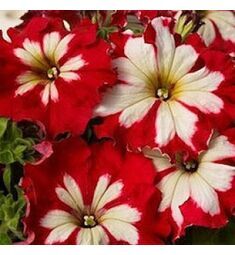 Петуния  грандифлора Кан Кан Арлекин Черри Роуз 10 шт  ПОИСК