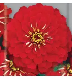 Цинния Orange King изящная РЕДКИЕ СЕМЕНА