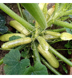Кабачок Искандер F1