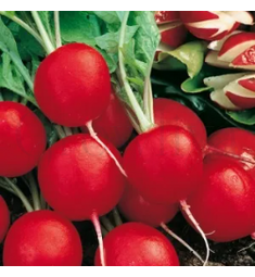 Редис Сакса РЕДКИЕ СЕМЕНА