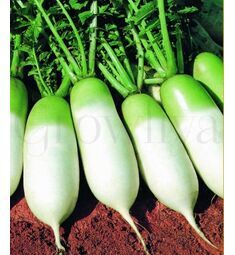 Дайкон Мисато грин F1 0,5г