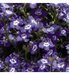Лобелия прямостоячая Палас Блю виз Ай 100 шт ПОИСК