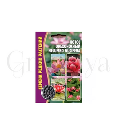 Лотос Орехоносный Nelumbo Nucifera 2 шт РЕДКИЕ СЕМЕНА