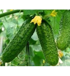 Огурец Дальневосточный Засухоустойчивый 50 шт РЕДКИЕ СЕМЕНА