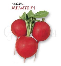 Редис мелито Семена Азии