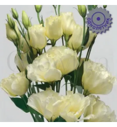 Эустома кр цв ЭйБиСи Еллоу 10шт ПОИСК