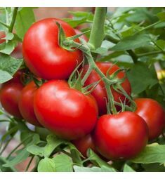 Томат Благовест F1  10 шт Гавриш