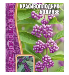 Красивоплодник Бодинье 7 шт РЕДКИЕ СЕМЕНА