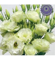 Эустома кр цв ЭйБиСи Грин 10 шт ПОИСК