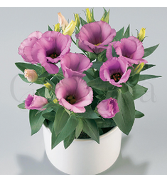 Эустома кр цв Сюита Лиловая 5 шт ПОИСК