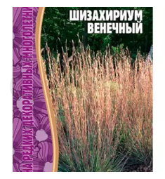 Шизахириум Венечный 20 шт РЕДКИЕ СЕМЕНА
