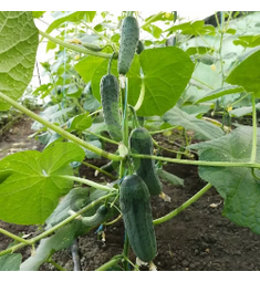Огурец Бэрни F1 10 шт River Seeds
