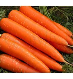Морковь Лосиноостровская 5000 шт РЕДКИЕ СЕМЕНА