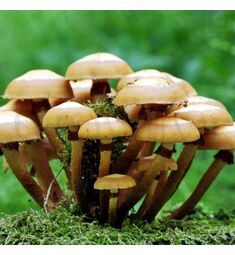 Опенок Летний на древесной палочке 12 шт