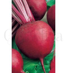 Свекла Бордо 5г РЕДКИЕ СЕМЕНА