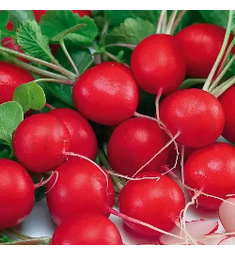 Редис Селеста F1