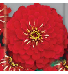 Цинния Черри Квин изящная РЕДКИЕ СЕМЕНА