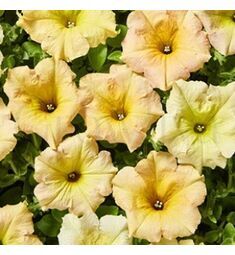 Петуния ампельная сурфиния Даймонд F1 Сан Шейдз 3 шт ЕС