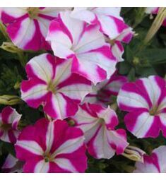 Петуния миллифлора Пикобела Роуз Стар 10 драже