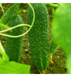 Огурец Директор F1