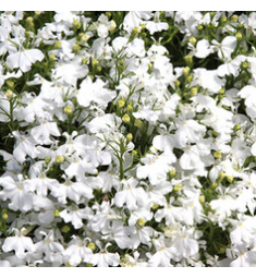 Лобелия прямостоячая Палас Вайт 100 шт ПОИСК