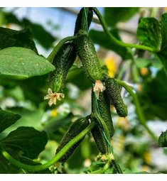 Огурец Дарвин F1 10 шт River Seeds