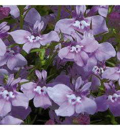 Лобелия прямостоячая Палас Лилак 100 шт ПОИСК