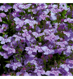 Лобелия прямостоячая Палас Роял 100 шт ПОИСК