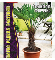 Пальма Трахикарпус Форчуна  ГР