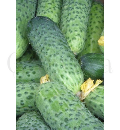 Огурец Герман F1 Seminis 10шт