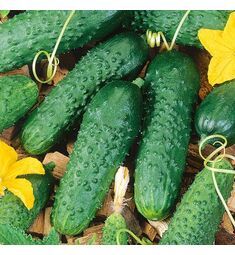 Огурец Герман F1 250 шт