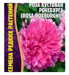 Роза Роксбурга ГР