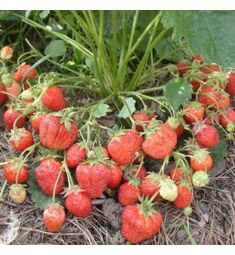 Сахалин клубника земляника 1кг