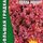 Салат листовой Лолла Росса 500 шт РЕДКИЕ СЕМЕНА