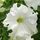 Петуния Фриллитуния Вайт 100 шт ПОИСК