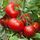 Томат Благовест F1  10 шт Гавриш
