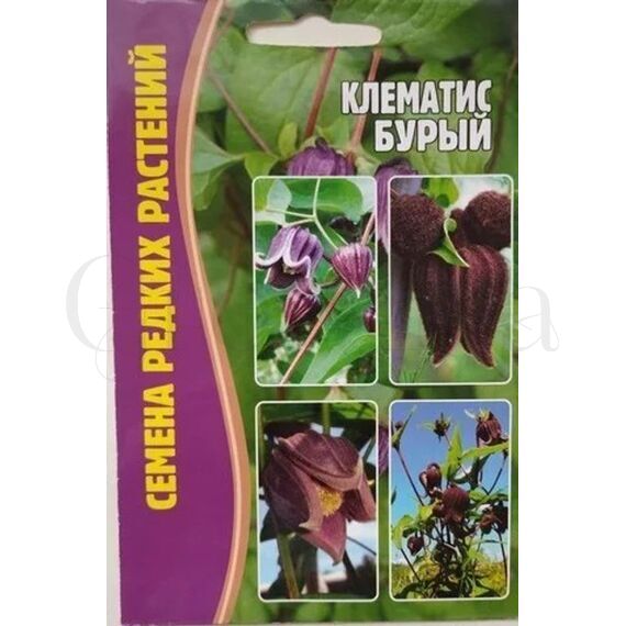 Клематис Бурый 4 шт РЕДКИЕ СЕМЕНА