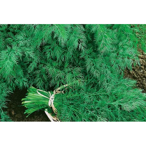 Укроп Аллигатор 2500 шт РЕДКИЕ СЕМЕНА