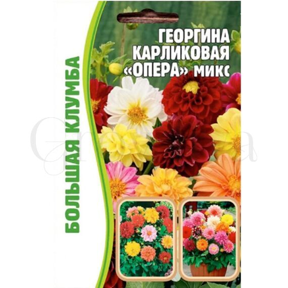 Георгина Опера микс карликовая 20 шт РЕДКИЕ СЕМЕНА